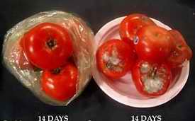 Debbie Meyer Green Bags